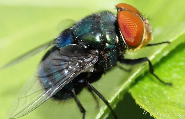 ¿Sabes que las moscas piensan antes de actuar?