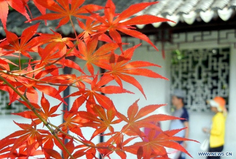 Árboles de arce japonés el el jardín Zhuozhengyuan