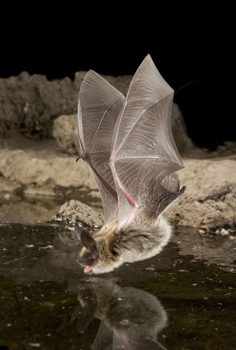 Fotógrafo estadounidense capta imágenes nocturnas de un murciélago 2