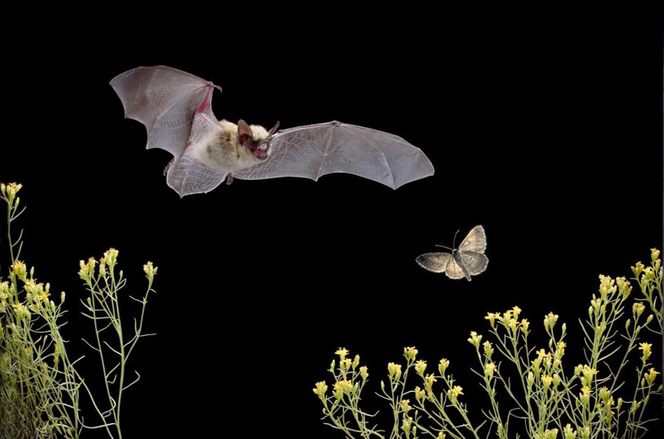 Fotógrafo estadounidense capta imágenes nocturnas de un murciélago 4