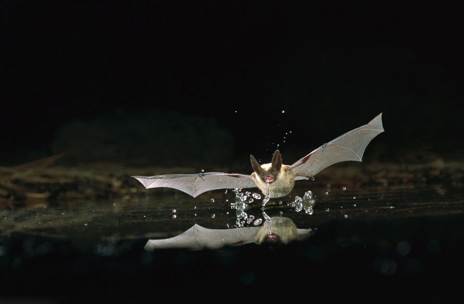 Fotógrafo estadounidense capta imágenes nocturnas de un murciélago 3