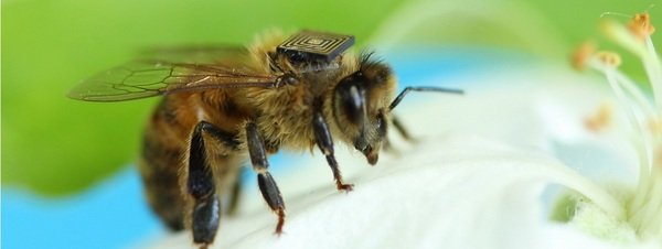 Las abejas crean mapas mentales para viajar