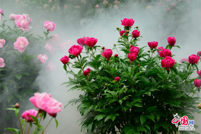 Disfruta de las flores de la Gran Muralla de Jinshanling