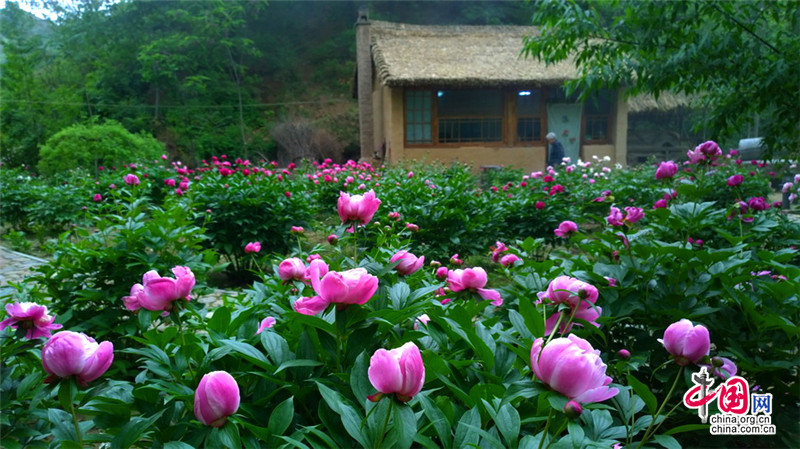 Disfruta de las flores de la Gran Muralla de Jinshanling