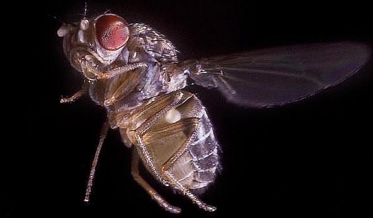 6 sorprendentes cualidades de las moscas