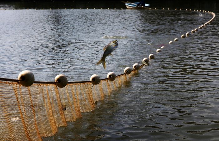 10 toneladas de peces enterrados vivos en un vertedero de Guangdong