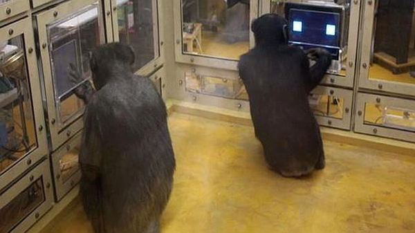 Los chimpancés superan a los humanos en un juego matemático