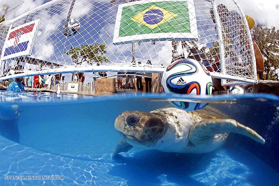 Brasil elige la tortuga "Cabecao" como sustituto del pulpo Paul para predicer resultados del Mundial 2014