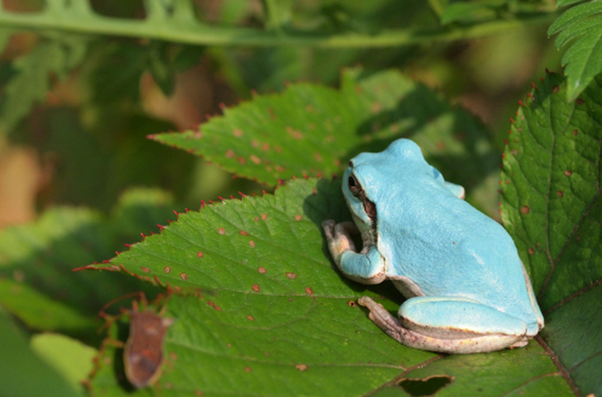 Se encuentra una rana azul en Corea del Sur 