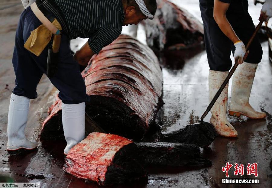 Japón inicia la campaña de caza de ballenas en el Pacífico Norte