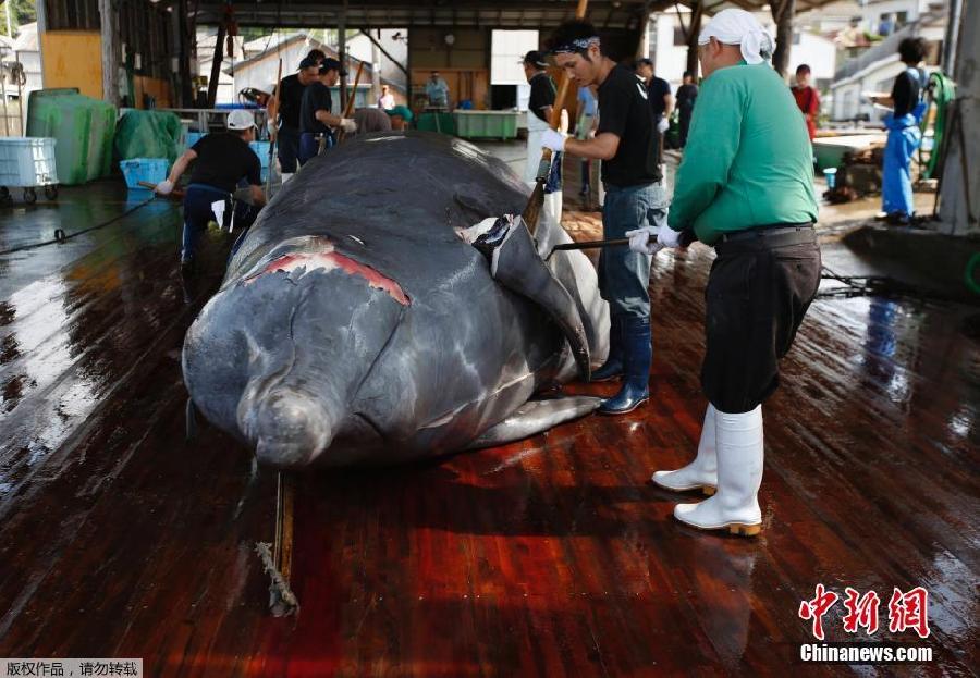 Japón inicia la campaña de caza de ballenas en el Pacífico Norte