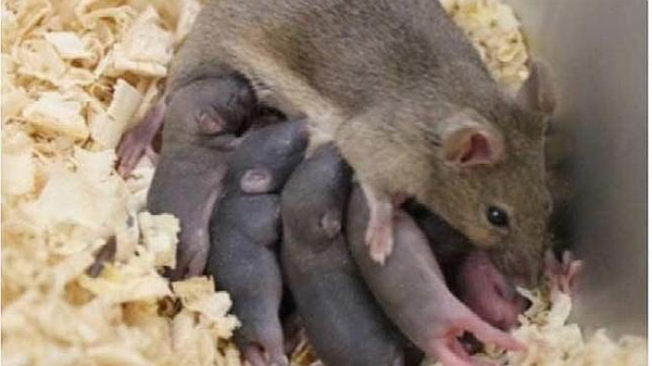 Nacen ratones a partir de esperma congelado de recién nacido