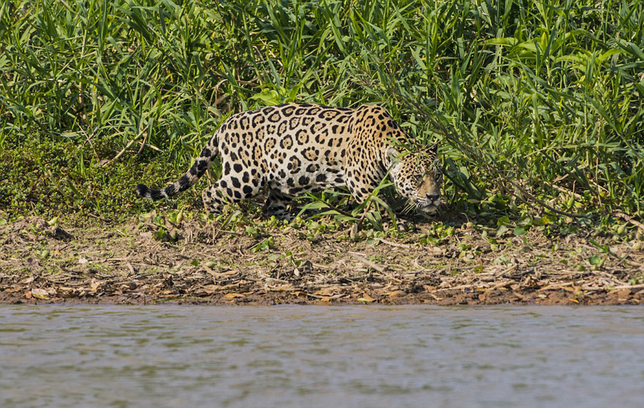 El leopardo caza cocodrilo