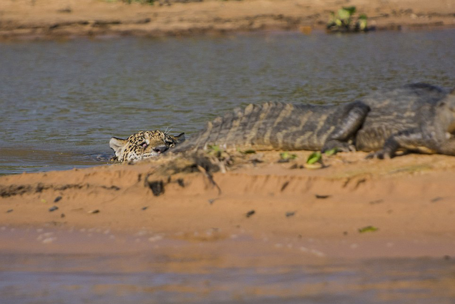 El leopardo caza cocodrilo
