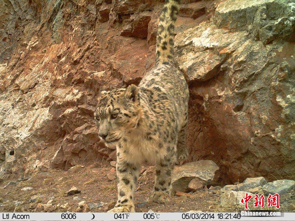 Equipo de investigación ha fotografiado 38 veces a leopardos de nieve en el área de la fuente del Río Lancang