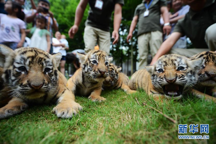 Siete cachorros de tigre comienzan la guardería con un mes de vida