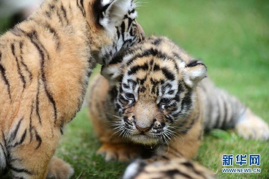 Siete cachorros de tigre comienzan la guardería con un mes de vida