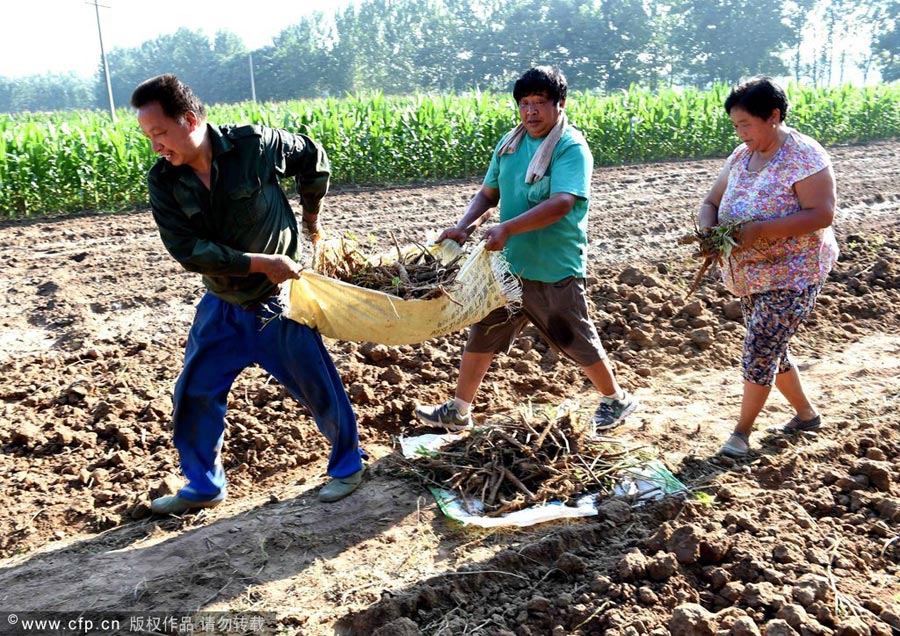 Agricultores cosechan Baizhi en un pueblo de Bozhou, provincia de Anhui, 21 de julio del 2014.
