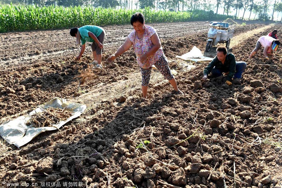 Agricultores cosechan Baizhi en un pueblo de Bozhou, provincia de Anhui, 21 de julio del 2014.
