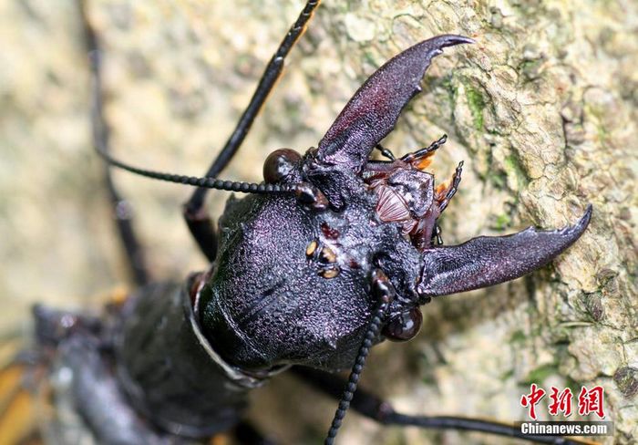 Insecto acuático más grande del mundo en Sichuan