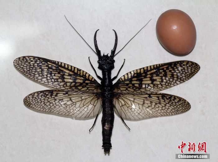 Insecto acuático más grande del mundo en Sichuan