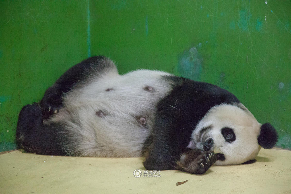 Nacen los primeros trillizos de panda gigante en el sur de China