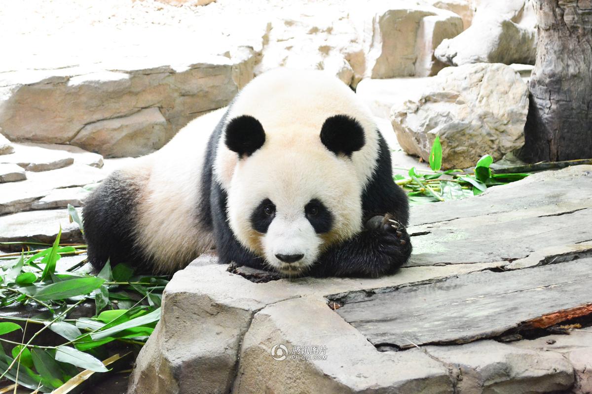 Nacen los primeros trillizos de panda gigante en el sur de China