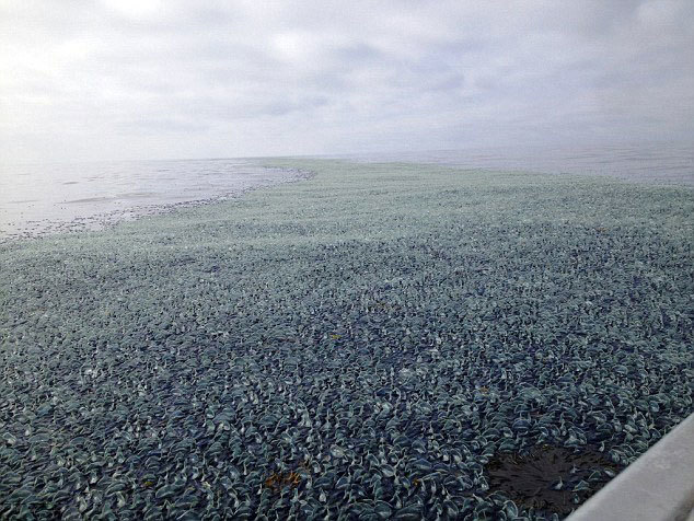 Millones de criaturas ¨Vela¨ invaden las playas de la Costa Oeste de los EEUU