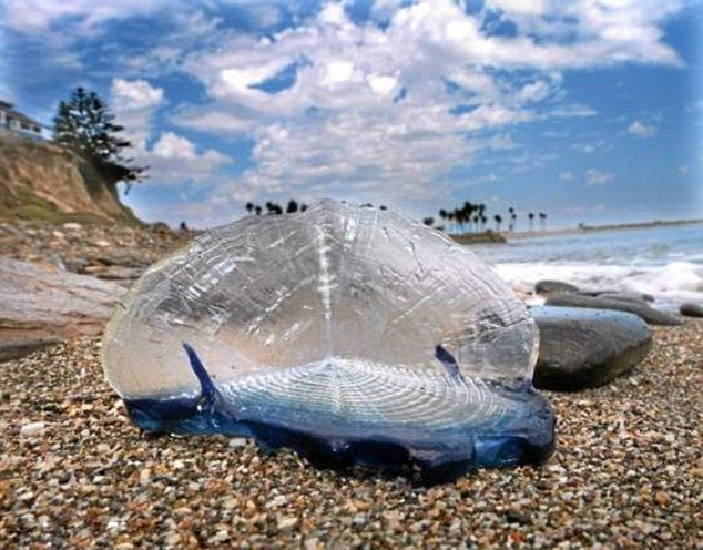 Millones de criaturas ¨Vela¨ invaden las playas de la Costa Oeste de los EEUU