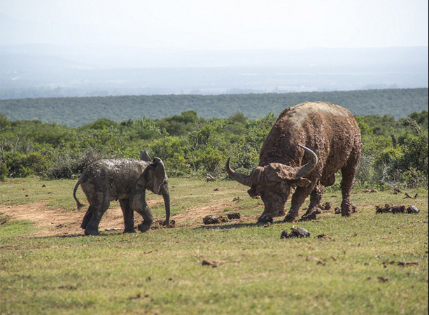 Un elefante bebé pelea con un búfalo
