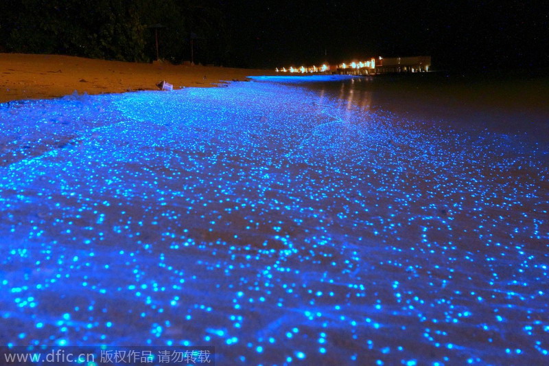 Maldivas. La playa inundada de fitoplancton bioluminiscente hace que se vea como un océano de estrellas. [Foto: IC] 