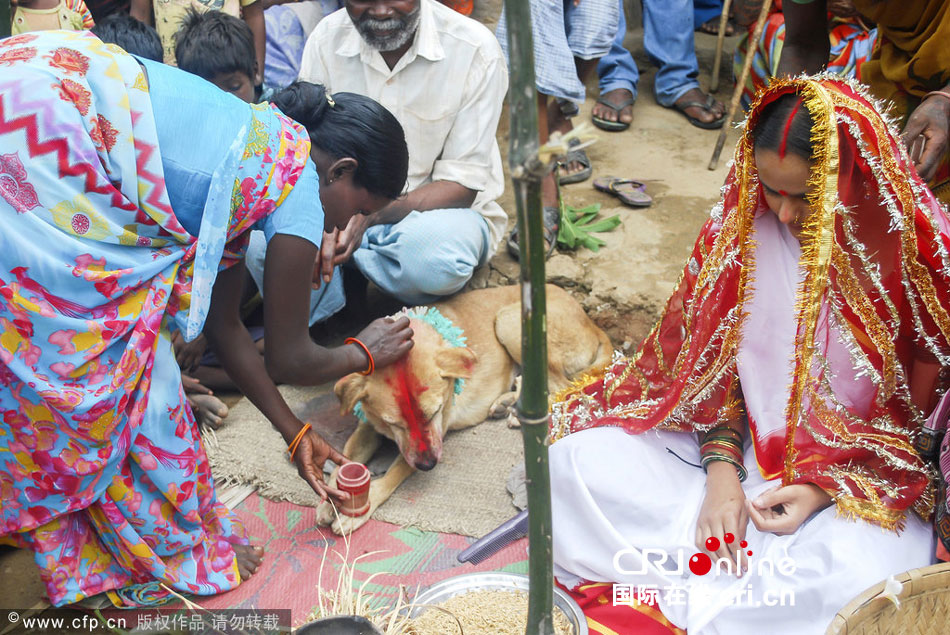 Niña india se casa con un perro callejero para evitar una maldición