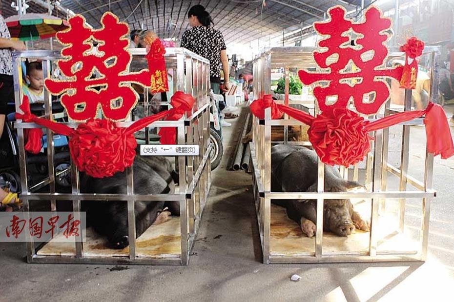 Una tocinería de Guangxi casó una pareja de cerdos