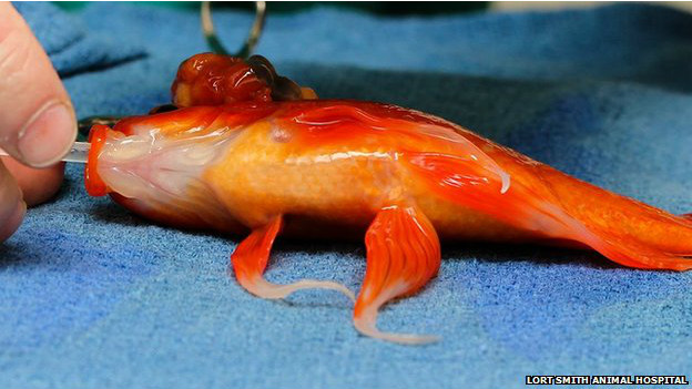 A un pez dorado le extirpan con éxito un tumor cerebral