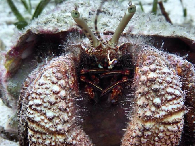 Seres extraños en el mar de las Bahamas 