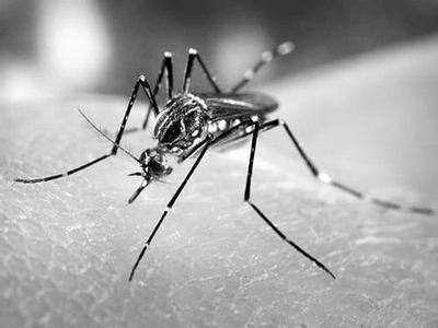 Registrados 1.431 nuevos casos de dengue y una víctima mortal en el sur de China