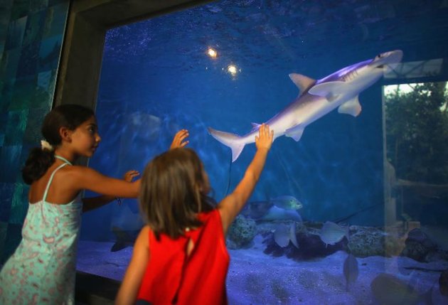 Niño de 12 años pesca tiburón gigante en EEUU