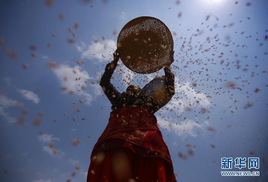 6 de mayo 2013, en Katmandú, un granjero cosecha trigo en el campo. (Foto: Xinhua / Reuters)