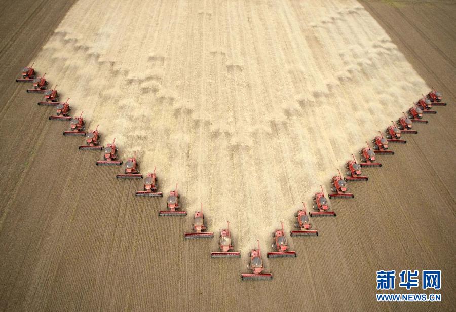 5 de marzo 2009, en el occidental estado brasileño de Mato Grosso, los trabajadores cosechan soja conduciendo cosechadoras en el campo. (Foto: Xinhua / Reuters)