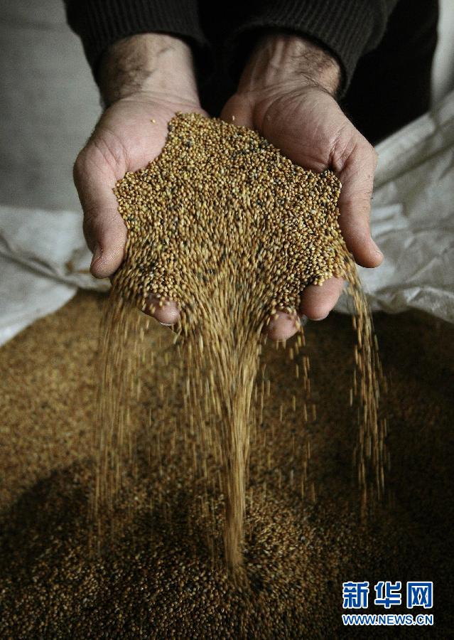 6 de noviembre 2009, en un pueblo al noroeste de Milán, Italia, el granjero muestra los cereales que cosecha para su familia. (Foto: Xinhua / Reuters)