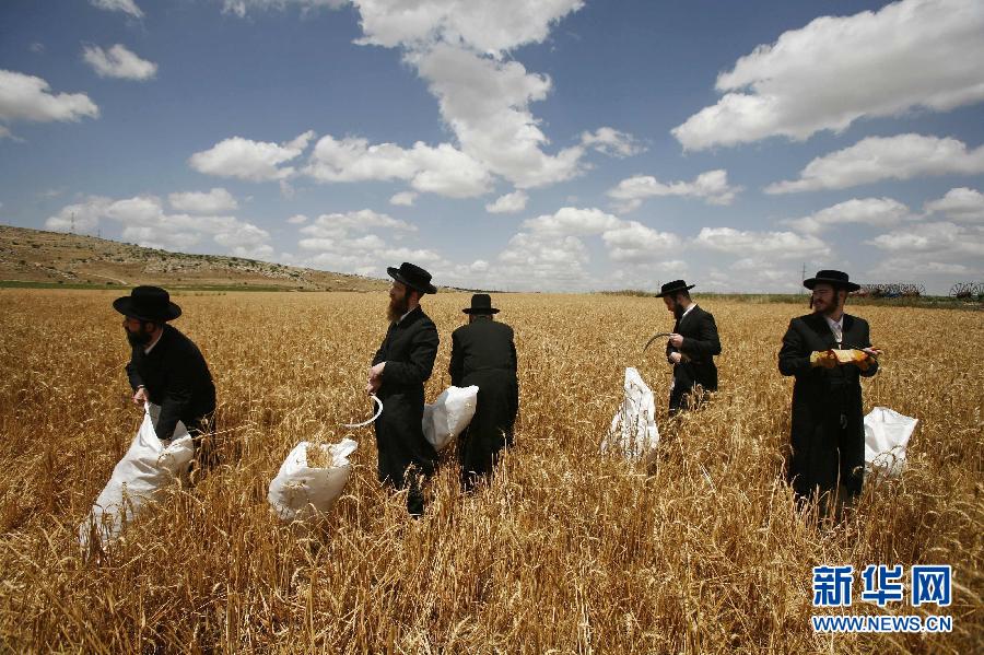 12 de octubre 2011, en un asentamiento judío en Cisjordania, los judios ortodoxos están cosechando trigos en los campos. (Foto: Xinhua / Reuters)