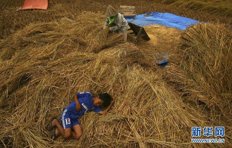 16 de agosto 2011, en la provincia de Célebes Meridional en Indonesia, , un niño duerme junto a su madre que está procesando arroz con cáscara. (Foto: Xinhua / Reuters)