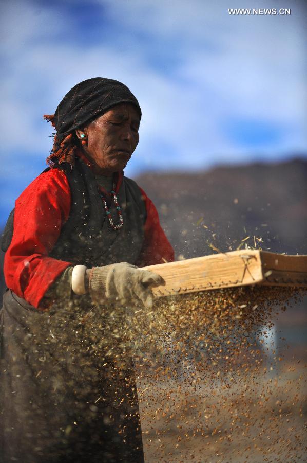 Llega la temporada de cosecha en el Tíbet