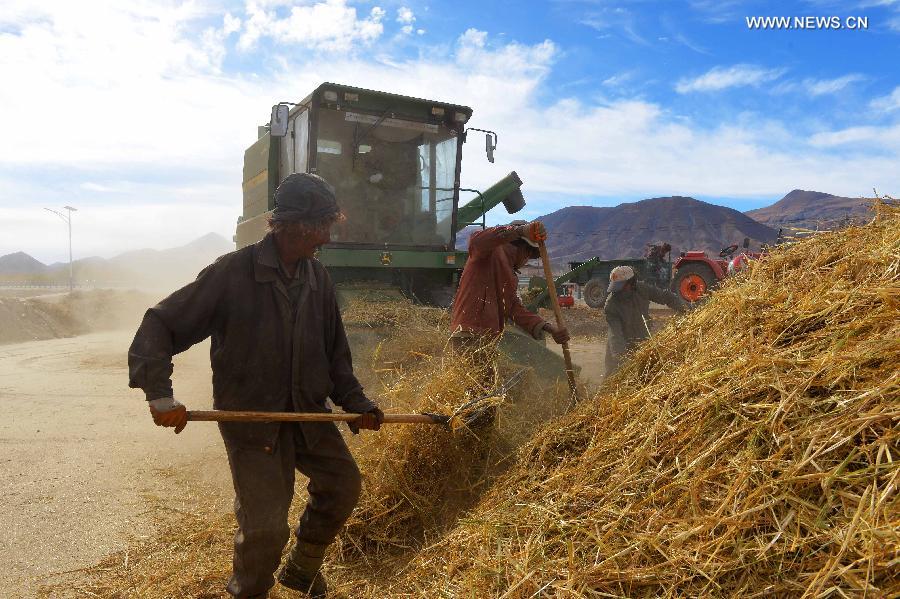 Llega la temporada de cosecha en el Tíbet