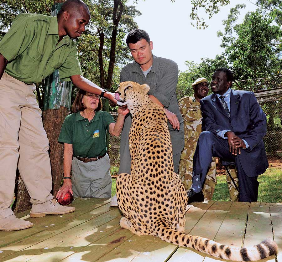 Baloncesto chino Yao Ming estrellas obtiene cerca de unleopardo en Kenya, por Ding Haitao, 2012.