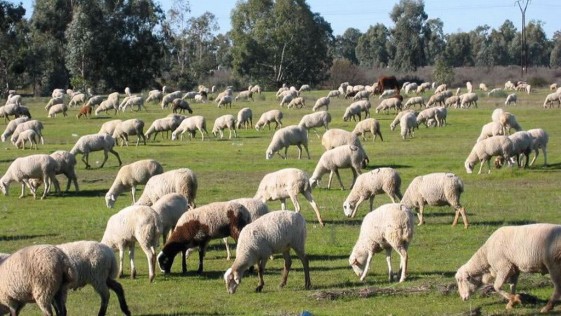 Un pastor encuentra drogadas a sus ovejas comieron marihuana