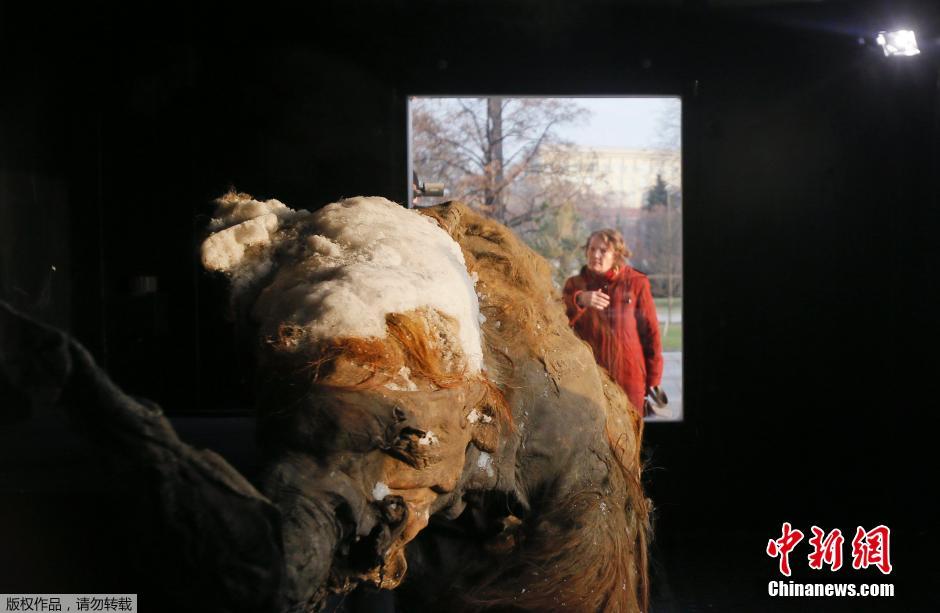 Exhiben en Rusia el esqueleto intacto de un mamut