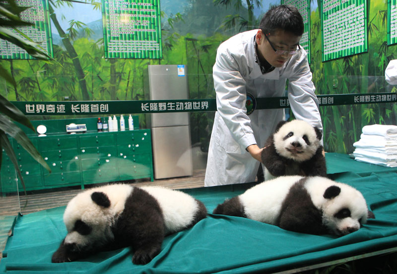 Los tres cachorros trillizos de panda gigante celebran sus 100 días de vida el miércoles en el Parque Safari Chime Long de Guangzhou, capital de la provincia de Guangdong. Son los trillizos que más tiempo han sobrevivido en la historia. [Fotografía por Zou Zhongpin/Asianewsphotos]
