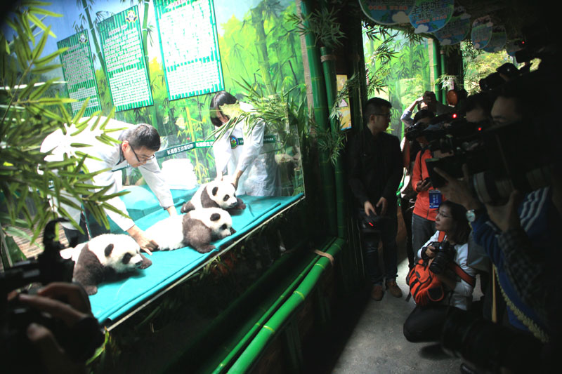 Los visitantes observan los pandas trillizos desde el otro lado del cristal, en el Parque Safari Chime Long de Guangzhou, capital de la provincia de Guangdong. [Fotografía por Zou Zhongpin/Asianewsphotos]