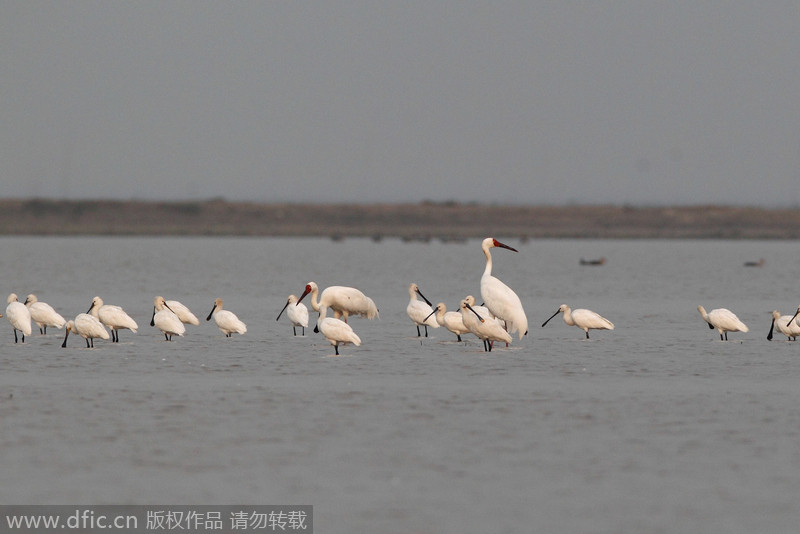 Las aves migratorias disfrutan el invierno en el lago Poyang. [Foto: IC]
